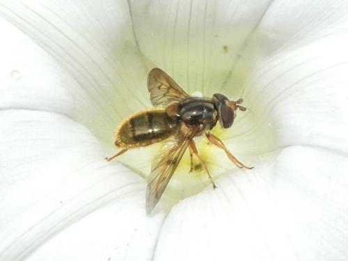 Réf. 347 886 : Ferdinandea cuprea